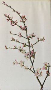 Voir le détail de cette oeuvre: Une Branche de l'Amandier en Fleurs